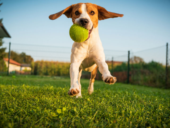 Dog kennel best sale overnight near me