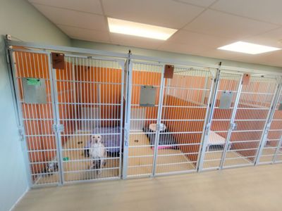 inside dog kennels