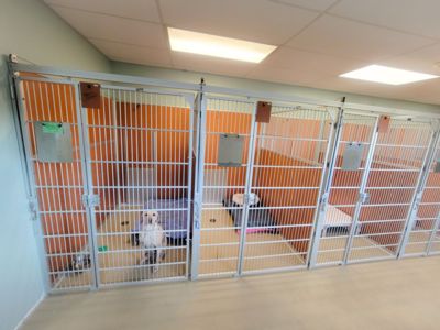 Dog Boarding Scarborough Kennel Facility