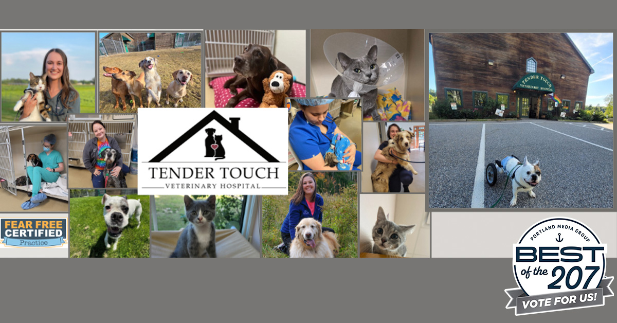 https://votebot207.com/tendertouchveterinaryhospital Click to vote from now until November 13th at 5pm. 